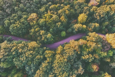 航空摄影的紫色树白天之间的道路
